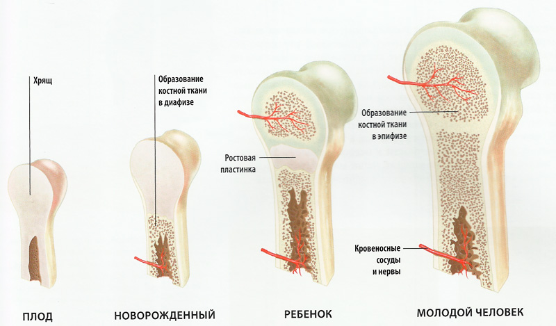  формирование костей