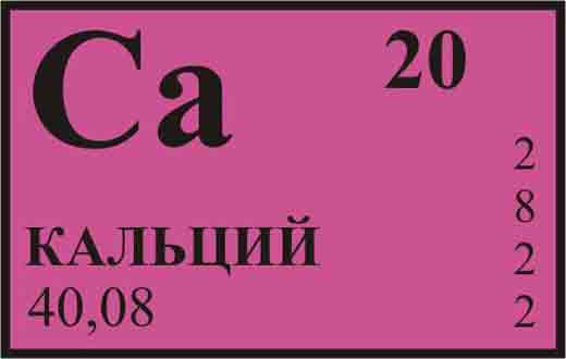 количество кальция в организме человека