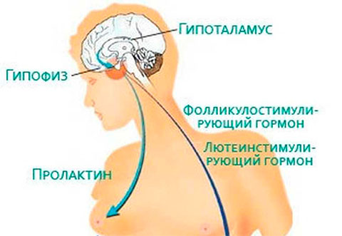 Повышенный пролактин гипофиз. Пролактин гипоталамус. Пролактин у женщин. Пролактин гормон гипофиза. Гормон пролактин у женщин.